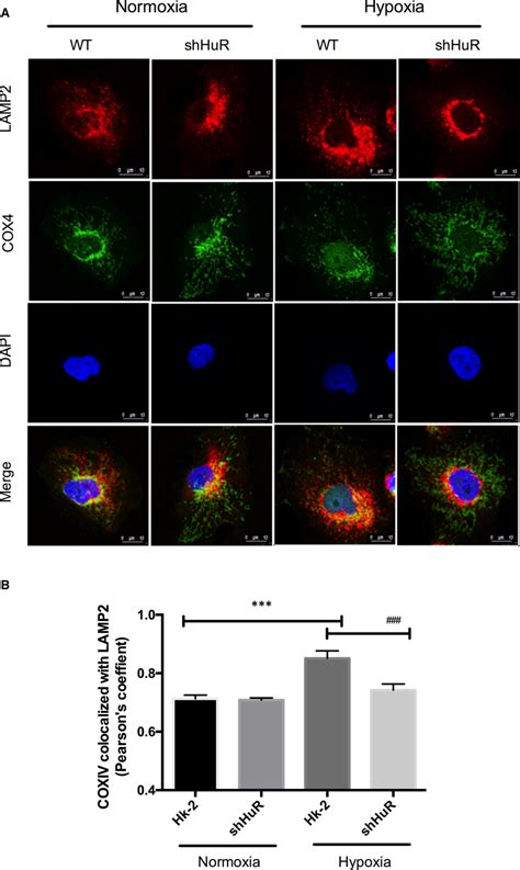 HuR Regulates Mitochondria Colocalization With Lysosomes Under