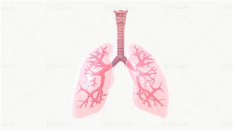 Respiratory System 3D Model with Animation