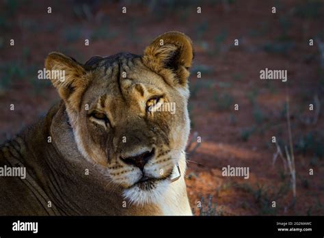 African Lioness Portrait With Radio Collar In Kgalagadi Transfrontier