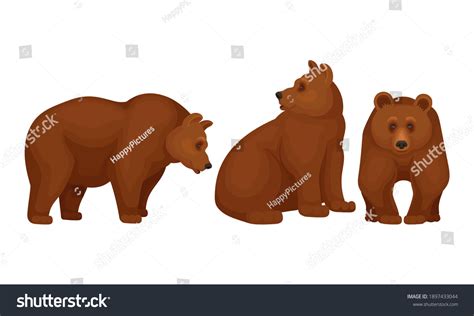 Wild Brown Bear Forest Habitant Vector Stock Vector Royalty Free