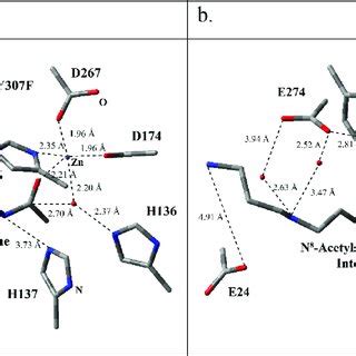 HDAC 10 Complexed With A The Substrate N 8 Acetylspermidine And B