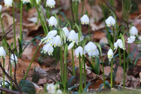 M Rzenbecher Im Februar M Rzenbecher Leucojum Vernum C Flickr