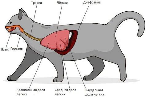 Картинку Внутри Кота Telegraph