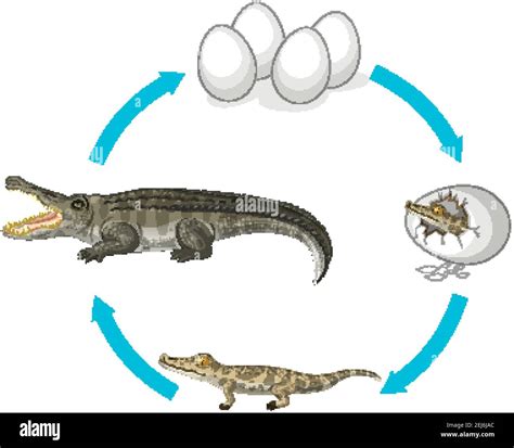 Actualizar 88 Imagen Biografia Del Cocodrilo Abzlocal Mx