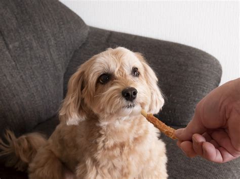 【獣医師監修】犬がご飯を食べない原因と対処法！わがままと病気の見分け方│【マルカン｜page】ペット用品・ペット情報サイト