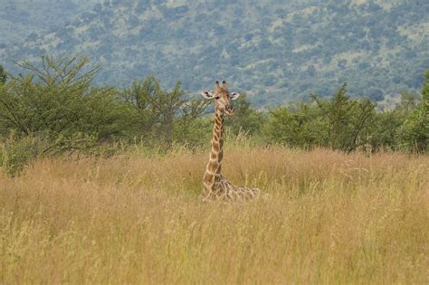 Giraffe Afrika Safari Kostenloses Foto Auf Pixabay Pixabay