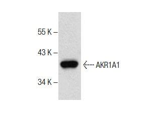 Hep G Cell Lysate Scbt Santa Cruz Biotechnology