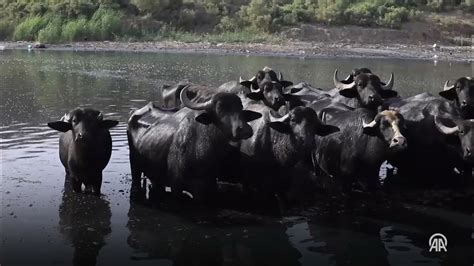 Iraqi Buffalo Breeders In Baghdad Struggle Amid Poverty And Pollution