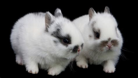 White Baby Bunnies On Black Background Stock Photo - Download Image Now ...