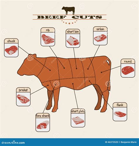 Beef Cuts Template Menu Design For Restaurant Cafe Cartoon Vector