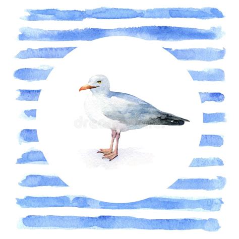 Mouette D Aquarelle Sur Un Fond Blanc Illustration Stock Illustration