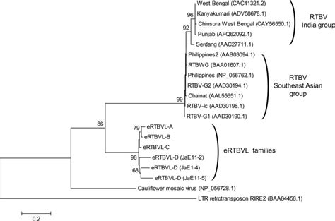 Phylogenetic Relationship Between Ertbvl And Rtbv Sequences The Ml