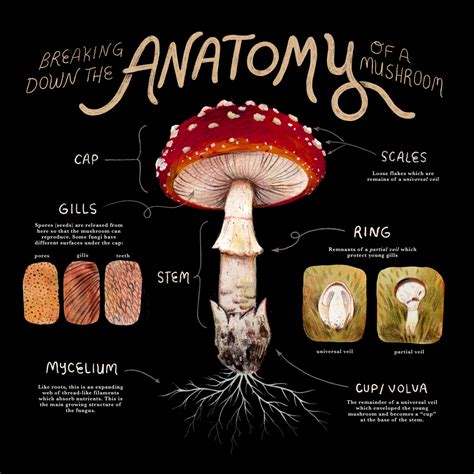 Anatomy of a Mushroom — Jamie Green