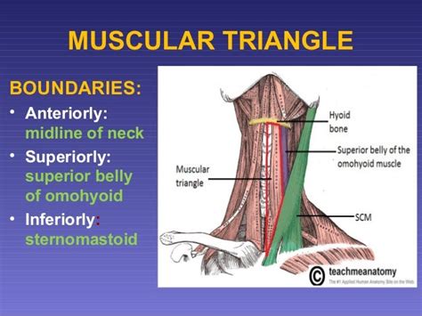 Surgical Anatomy Of Triangles Of Neck