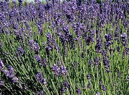 Cm Lavender Imperial Gem Plug Plants Pack Amazon Co Uk Garden