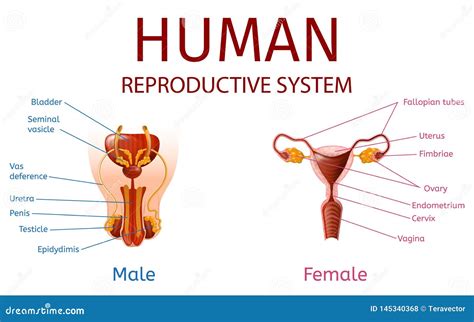 Male And Female Reproductive System Labeled Diagram