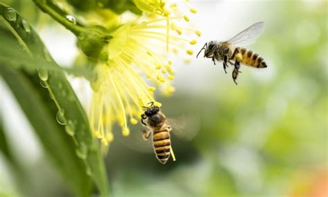 Bees Play A Vital Role In Ecosystems As Pollinators Nature Blog Network