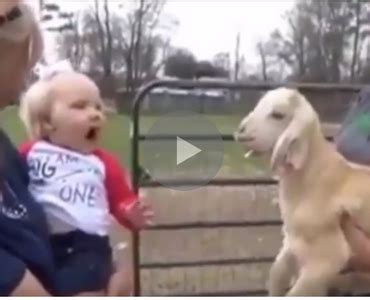 This Tiny Baby And Little Goat Screaming At Each Other Really Sum Up ...