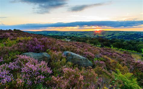 Heather In Bloom Landscape Photography Norland Moor Calderdale West