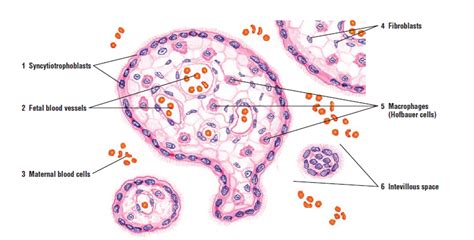 Female Reproductive System