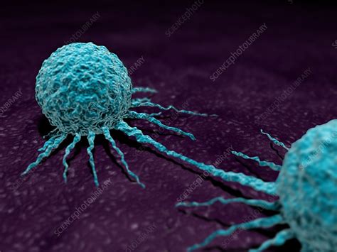 Cancer Cells Illustration Stock Image C026 0872 Science Photo