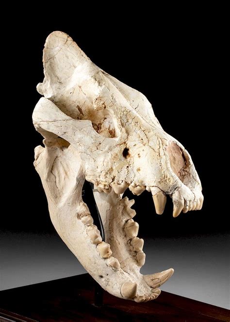 European Ice Age Fossilized Extinct Cave Hyena Skull Sold At Auction On