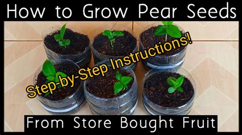 How To Grow Pear Seeds Easy And Simple Youtube