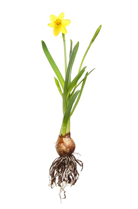 Here comes the sun (flower!) – what do plants need to grow and be healthy?