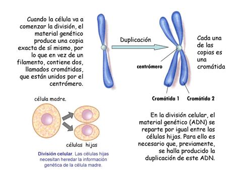 Los Cromosomas Y Los Genes Ppt Descargar