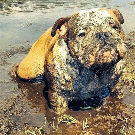 The Mud Won Bulldog Puppies Cute Animals Cute Dogs