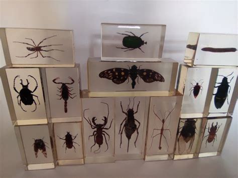 Insects In Resin Blocks Industrial Resin Polyester Catawiki