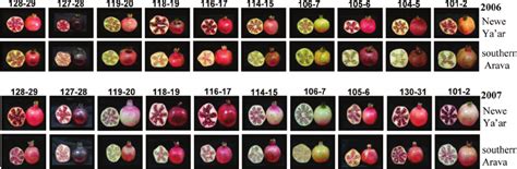 Fruits Of The 11 Pomegranate Accessions Used In This Study As