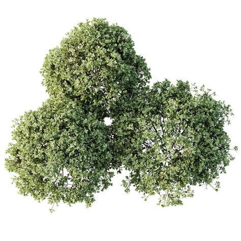 AV Plant Pittosporum Tobira Tenuifolium Shrub Buxus Semperviren