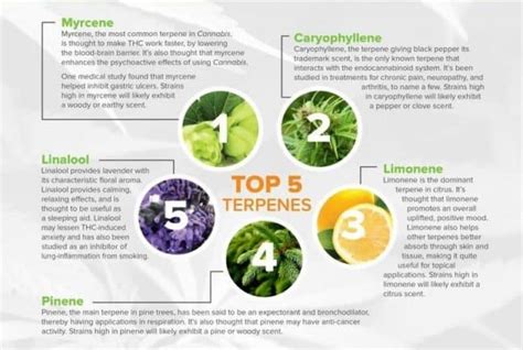 Let's Talk Terpenes: How to Maximize the Benefits of Cannabis