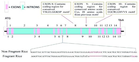 Structure Of The Fgr Gene Showing Atg Initiation Codon Exons