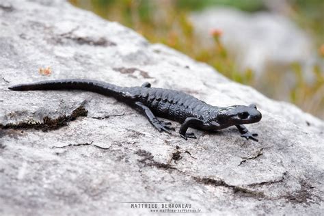 Salamandre noire Salamandra atra Alpine salamander Résum Flickr