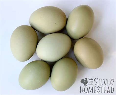 How To Breed Olive Eggers With Egg Chick Pictures Silver Homestead