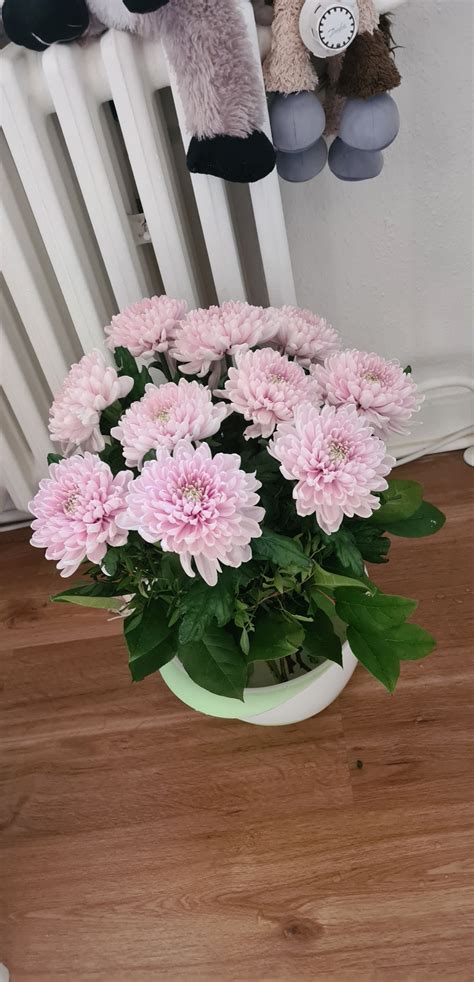 Bouquet of chrysanthemums I made for my mothers birthday (her favourite ...