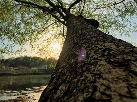 Free Images Tree Water Nature Rock Branch Sunlight Leaf Flower