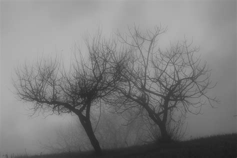 Wallpaper Fog Tree Black And White Sky Woody Plant Branch