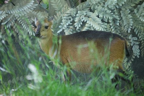 red flanked duiker cephalophus rufilatus zoochat
