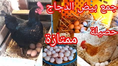 تربية الدجاج البلدي 🐓جولة رائعة في المزرعة مع جمع حصيلة البيض في اليوم