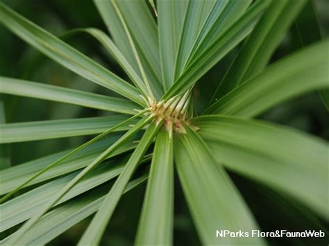 Nparks Cyperus Alternifolius