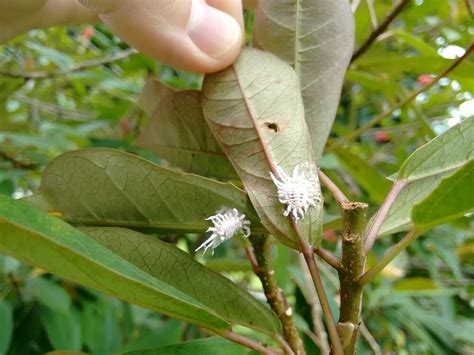 37 Types Of Scale Insects Pictures And Identification Guide