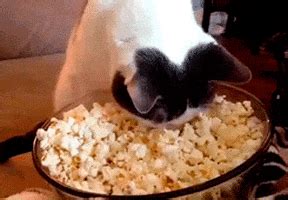 Popcorn Cat GIFs - Get the best GIF on GIPHY