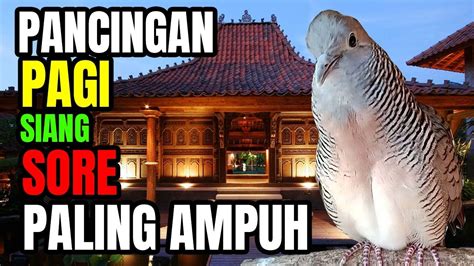 Pancingan Perkutut Lokal Gacor Pancingan Perkutut Ampuh Di Pagi Hari