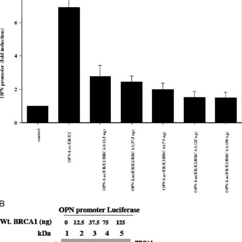 Effects Of BRCA1 Variants On OPN Promoter Transactivation A WT BRCA1