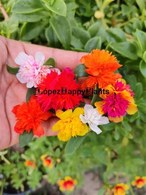 Fairy Tale Cinderella Purslane Portulaca Perennial Etsy Cacti And