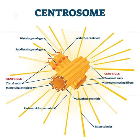 Centrosome Organelle Medical Vector Illustration Diagram Vectormine