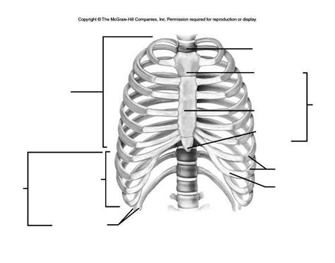 Rib cage diagram